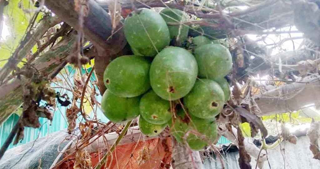 এক ডগায় ২০ লাউ, এলাকায় চাঞ্চল্য